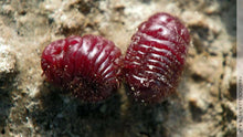 Load image into Gallery viewer, Naturally Dyed Yarn of the Month Club
