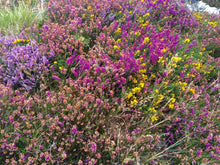 Load image into Gallery viewer, Montbretia and Heather
