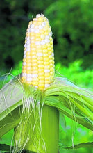 Load image into Gallery viewer, Corn Silk

