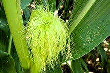 Load image into Gallery viewer, Corn Silk
