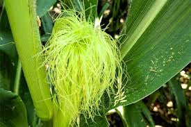 Corn Silk