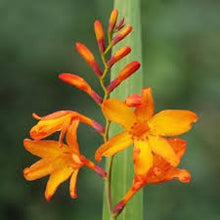 Load image into Gallery viewer, Montbretia and Heather
