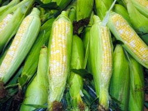 Corn Silk