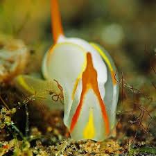 Nudibranch