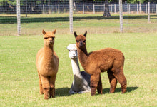 Load image into Gallery viewer, All American Alpaca
