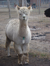 Load image into Gallery viewer, All American Alpaca
