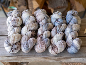 Southern Quahog