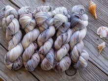 Load image into Gallery viewer, Southern Quahog
